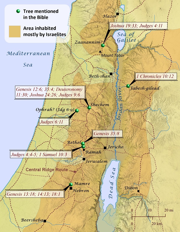 Places Referenced by Trees in the Bible | The Bible Says
